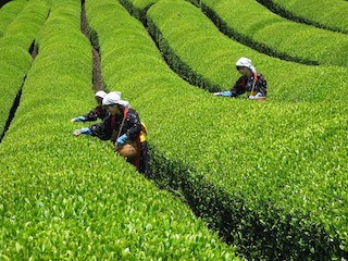 Kyoto und die alte Tradition des Grünen Tees